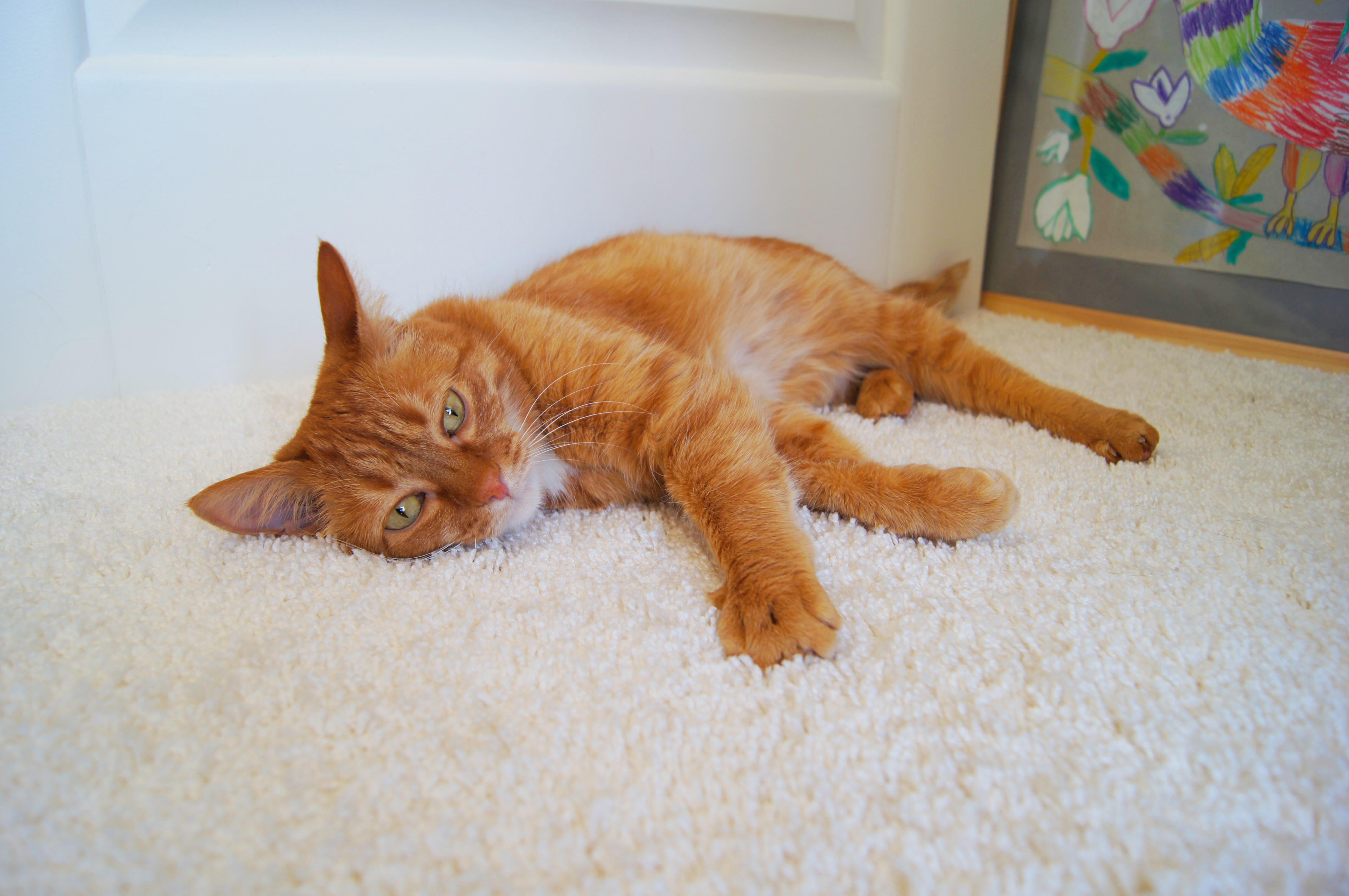 Ковролин "Зартекс" Amarena 176 белый (4м) — купить в Керчи